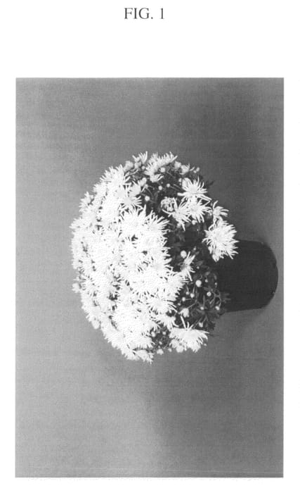 Figure 1 of US plant patent PP20473, the photograph of Zanmustarbu printed in the patent.
