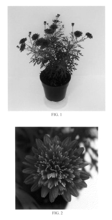 Figure 1 of US plant patent PP20474, the photograph of Bonmadmerlo printed in the patent.