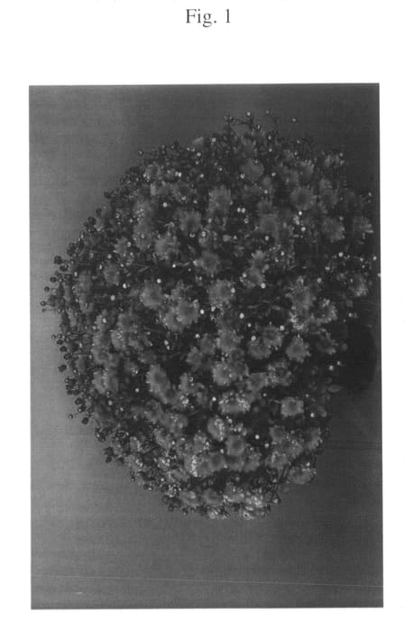 Figure 1 of US plant patent PP20475, the photograph of Zanmusunset printed in the patent.
