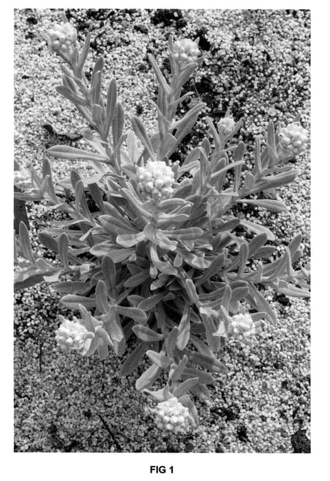 Figure 1 of US plant patent PP20476, the photograph of Pink Sapphire printed in the patent.