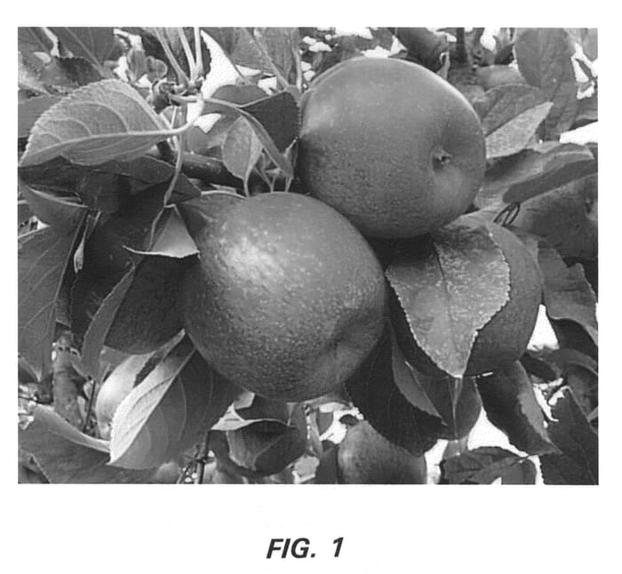 Figure 1 of US plant patent PP20477, the photograph of Scilate printed in the patent.