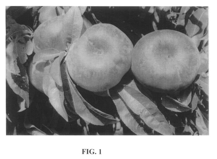 Figure 1 of US plant patent PP20478, the photograph of FLATPRINCESSE printed in the patent.