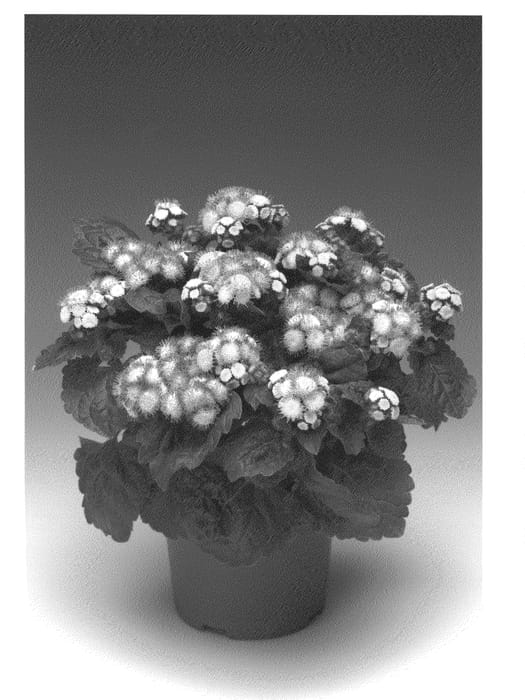 Figure 1 of US plant patent PP20479, the photograph of Agadeft printed in the patent.