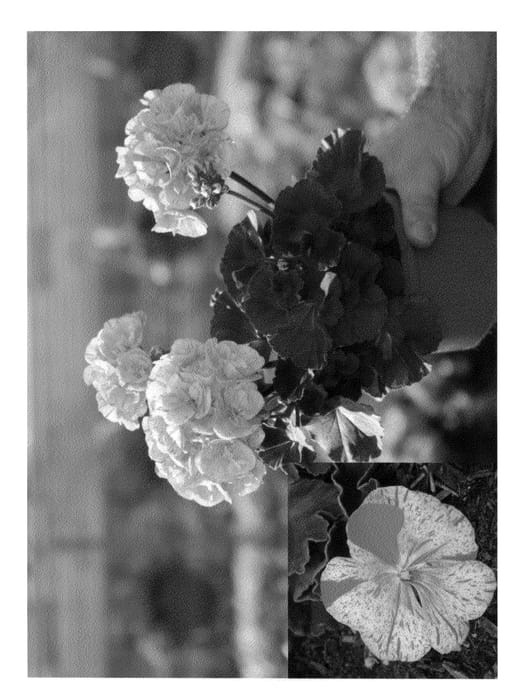 Figure 1 of US plant patent PP20480, the photograph of Clip Salcon printed in the patent.