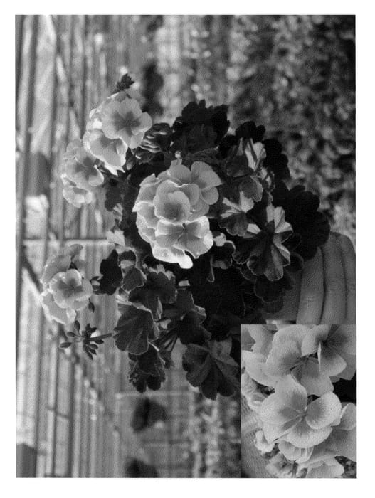 Figure 1 of US plant patent PP20481, the photograph of Amri Pikegs printed in the patent.