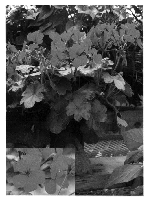 Figure 1 of US plant patent PP20482, the photograph of Cante Fir09 printed in the patent.
