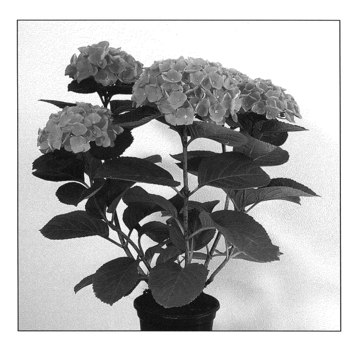Figure 1 of US plant patent PP20483, the photograph of Magical Opal printed in the patent.