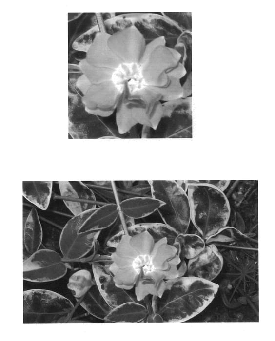 Figure 1 of US plant patent PP20484, the photograph of Parvin printed in the patent.