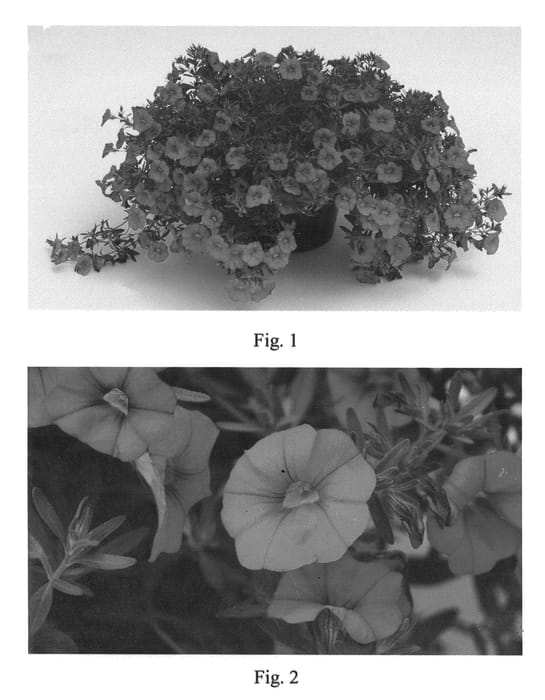Figure 1 of US plant patent PP20485, the photograph of SAKCAL094 printed in the patent.