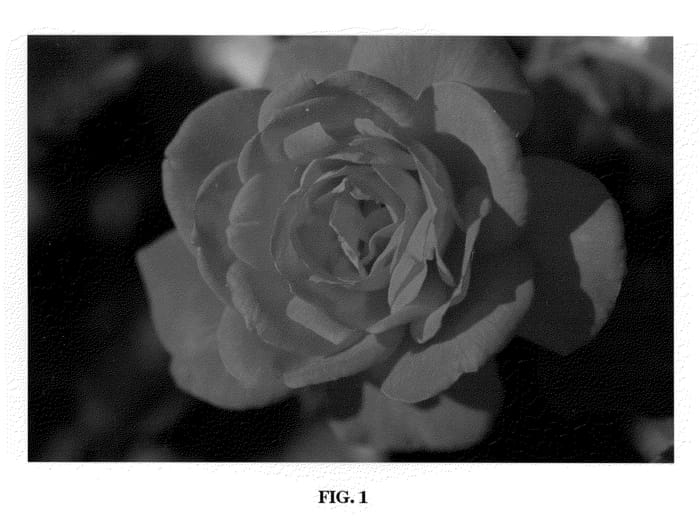 Figure 1 of US plant patent PP20486, the photograph of BAIsuhe printed in the patent.