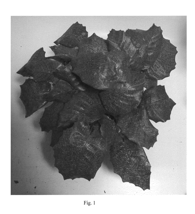 Figure 1 of US plant patent PP20487, the photograph of PP0005 printed in the patent.