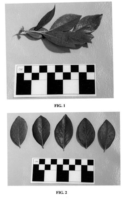 Figure 1 of US plant patent PP20488, the photograph of DrisBlueTwo printed in the patent.