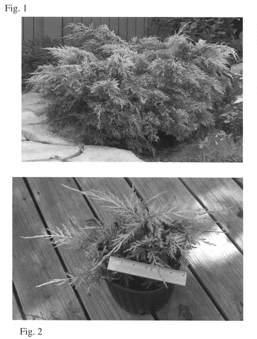 Figure 1 of US plant patent PP20489, the photograph of Nedsyelo printed in the patent.