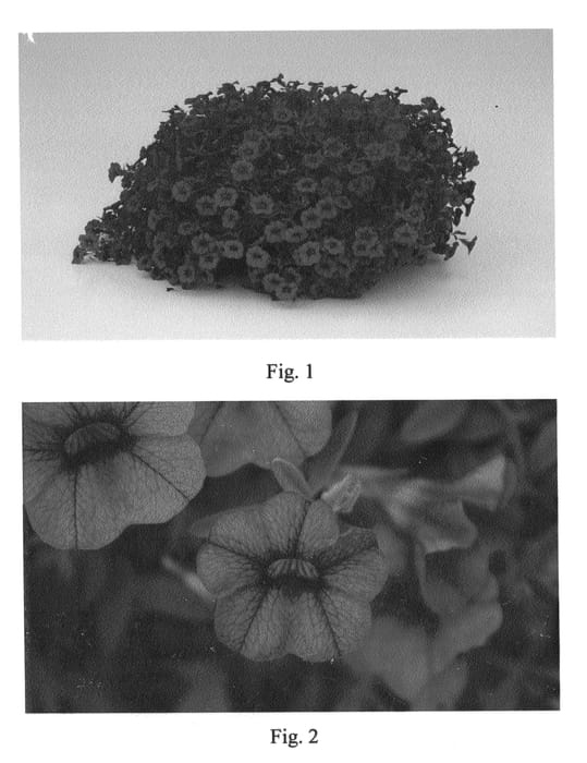 Figure 1 of US plant patent PP20490, the photograph of SAKCAL093 printed in the patent.
