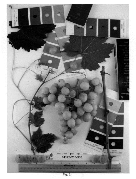 Figure 1 of US plant patent PP20491, the photograph of Sugrathirtyfive printed in the patent.