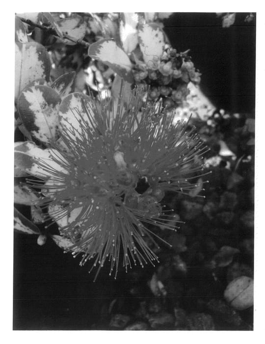 Figure 1 of US plant patent PP20492, the photograph of Tahitian Sunset printed in the patent.