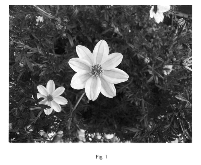 Figure 1 of US plant patent PP20493, the photograph of Sumbid 05 printed in the patent.