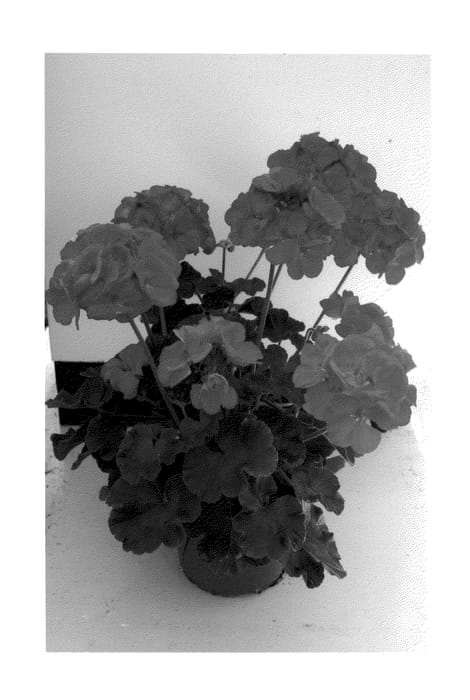 Figure 1 of US plant patent PP20494, the photograph of Penton printed in the patent.
