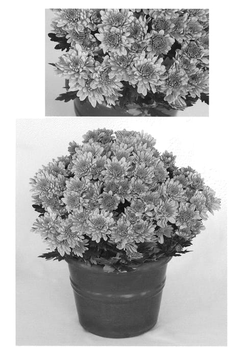 Figure 1 of US plant patent PP20495, the photograph of Orange Yochatham printed in the patent.