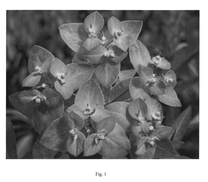 Figure 1 of US plant patent PP20496, the photograph of Autumn Sunset printed in the patent.