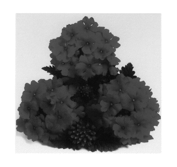 Figure 1 of US plant patent PP20497, the photograph of Duempstraw printed in the patent.