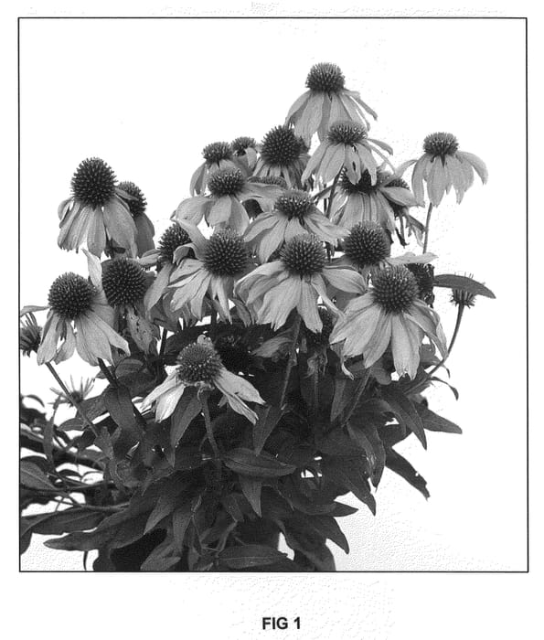 Figure 1 of US plant patent PP20498, the photograph of Mistral printed in the patent.