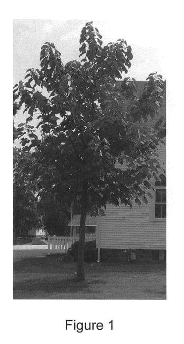 Figure 1 of US plant patent PP20499, the photograph of Anagenesis Trifolia printed in the patent.