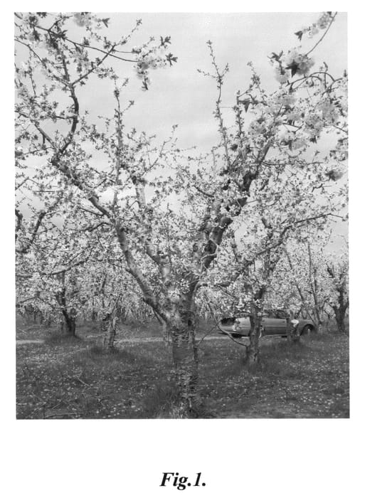 Figure 1 of US plant patent PP20500, the photograph of RR2a printed in the patent.