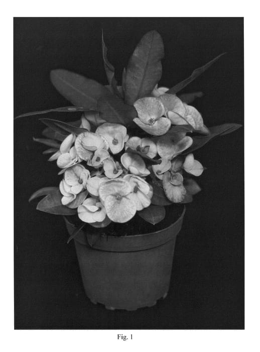 Figure 1 of US plant patent PP20501, the photograph of PP0006 printed in the patent.
