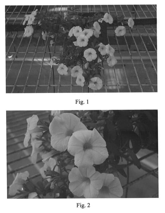 Figure 1 of US plant patent PP20502, the photograph of SAKCAL095 printed in the patent.