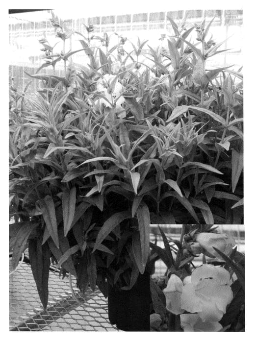 Figure 1 of US plant patent PP20503, the photograph of Peni Ablos09 printed in the patent.