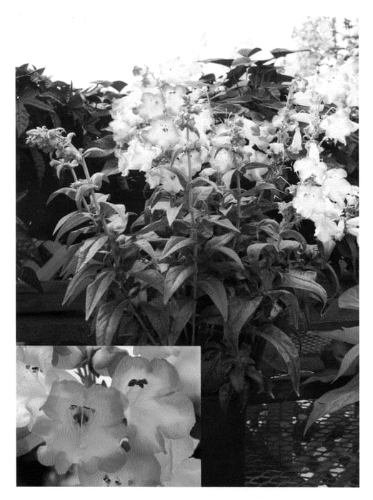 Figure 1 of US plant patent PP20504, the photograph of Peni Pina09 printed in the patent.