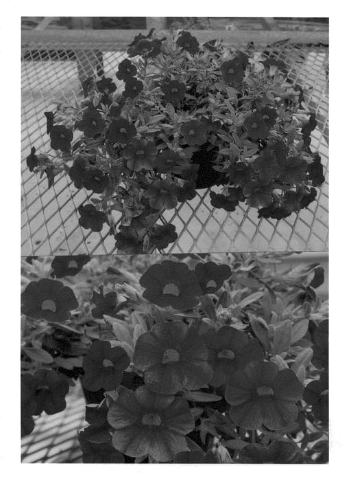 Figure 1 of US plant patent PP20505, the photograph of Sunbelrikubu printed in the patent.