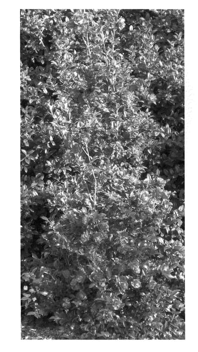 Figure 1 of US plant patent PP20506, the photograph of Green 98-009 printed in the patent.