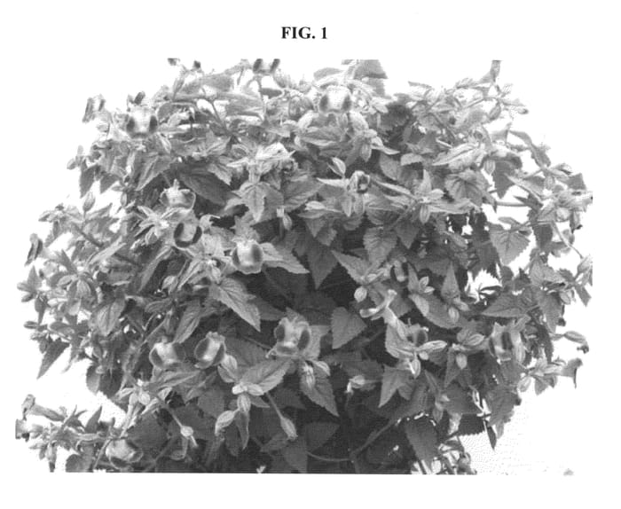 Figure 1 of US plant patent PP20507, the photograph of DANLOV191 printed in the patent.