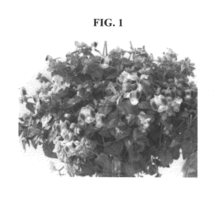 Figure 1 of US plant patent PP20508, the photograph of DANLOV196 printed in the patent.