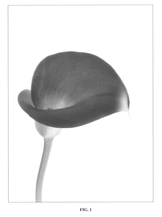 Figure 1 of US plant patent PP20509, the photograph of Rosa BLZ printed in the patent.