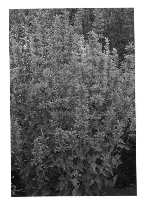 Figure 1 of US plant patent PP20510, the photograph of Summer Love printed in the patent.