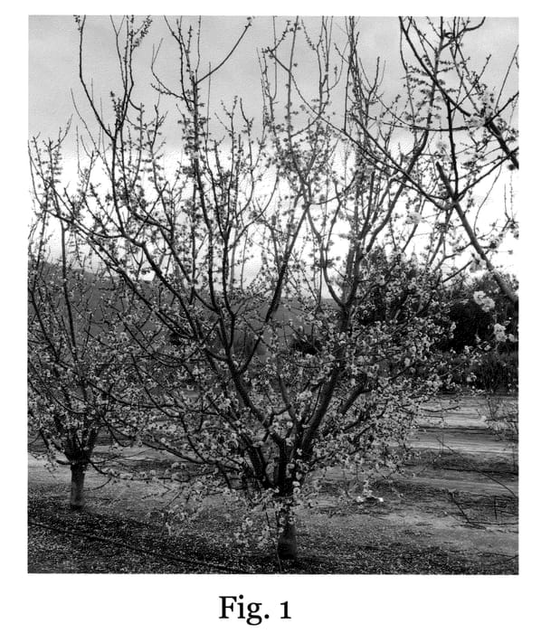 Figure 1 of US plant patent PP20511, the photograph of SC2 printed in the patent.