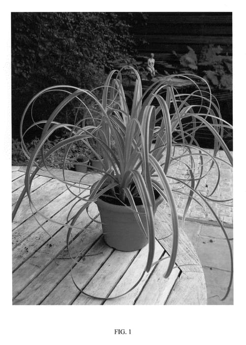 Figure 1 of US plant patent PP20512, the photograph of REKOHU SUNRISE printed in the patent.