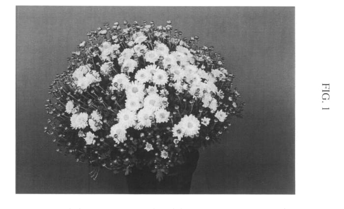 Figure 1 of US plant patent PP20513, the photograph of Zanmusunbur printed in the patent.