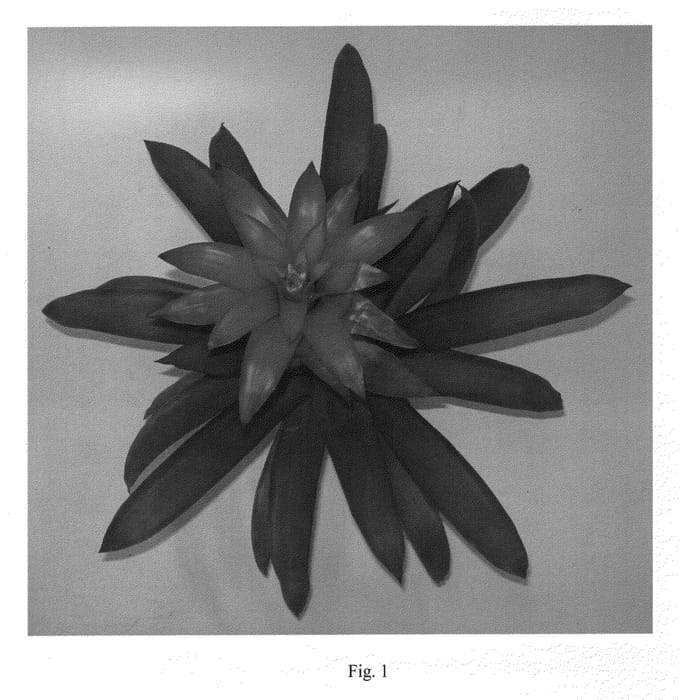 Figure 1 of US plant patent PP20514, the photograph of Skohicli printed in the patent.