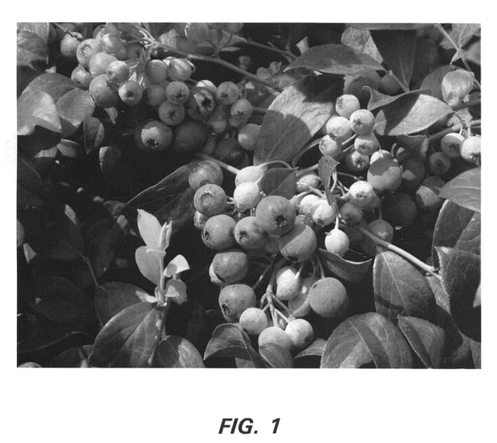 Figure 1 of US plant patent PP20515, the photograph of Centra Blue printed in the patent.