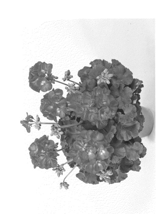Figure 1 of US plant patent PP20516, the photograph of Fisrodeep printed in the patent.