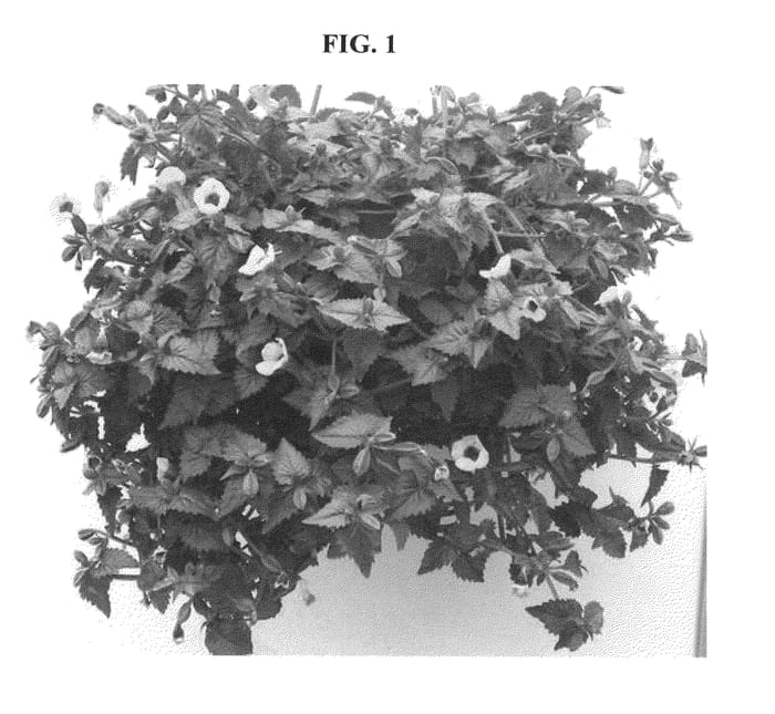Figure 1 of US plant patent PP20517, the photograph of DANLOV233 printed in the patent.
