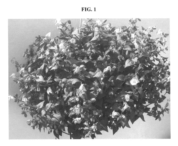 Figure 1 of US plant patent PP20518, the photograph of DANLOV130 printed in the patent.