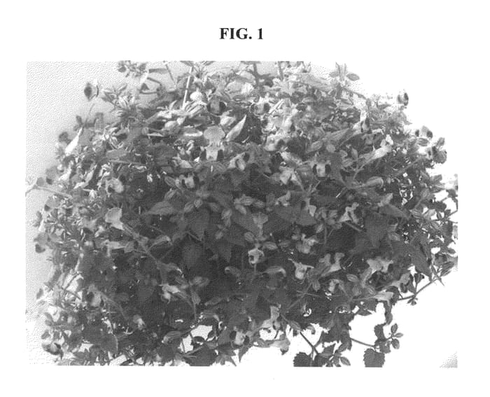 Figure 1 of US plant patent PP20519, the photograph of DANLOV1201 printed in the patent.