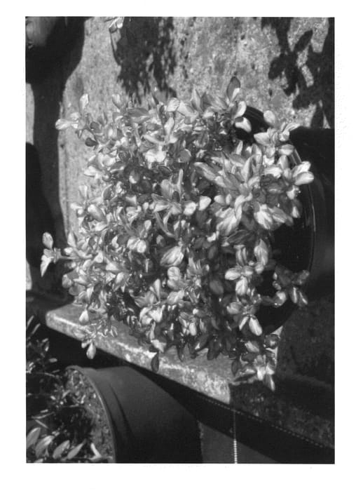 Figure 1 of US plant patent PP20520, the photograph of Lemon and Lime printed in the patent.
