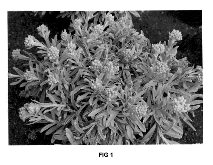 Figure 1 of US plant patent PP20521, the photograph of Amber Cluster printed in the patent.