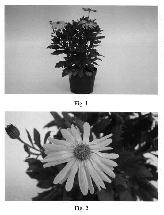 Figure 1 of US plant patent PP20522, the photograph of SAKOST3586 printed in the patent.